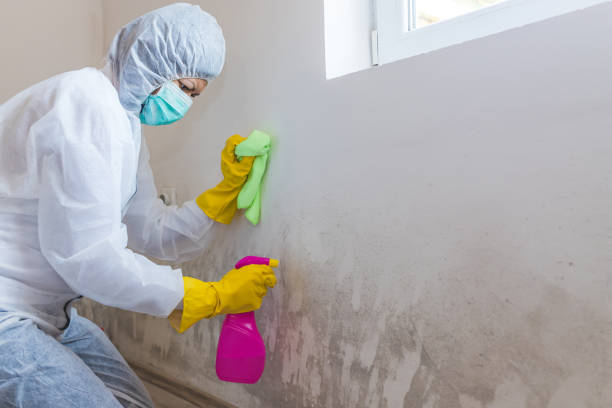 Why You Should Choose Our Mold Remediation Services in Mattawan, MI